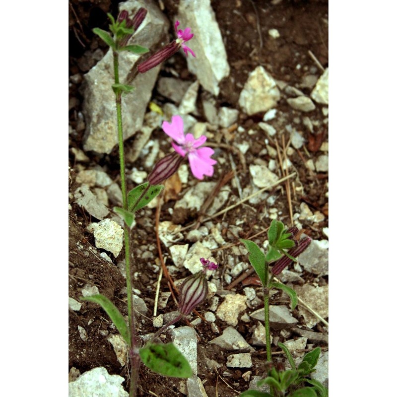 silene pendula l.