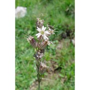 silene roemeri friv. subsp. staminea (bertol.) nyman