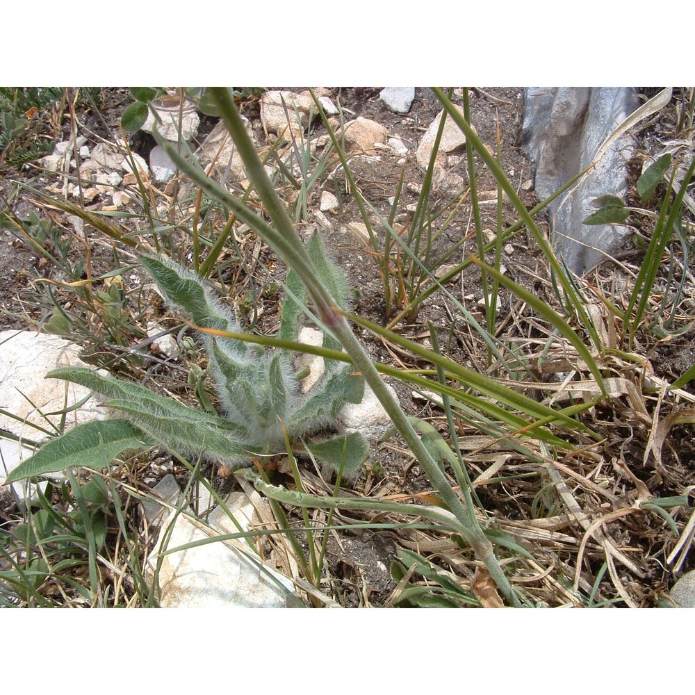 silene roemeri friv. subsp. staminea (bertol.) nyman