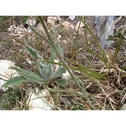 silene roemeri friv. subsp. staminea (bertol.) nyman