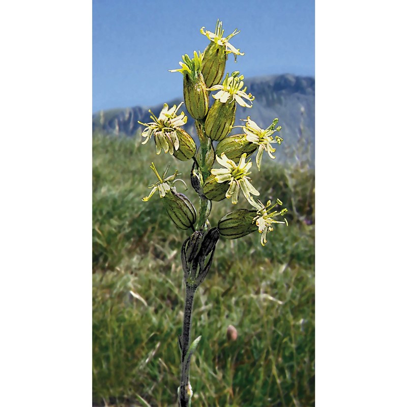 silene roemeri friv. subsp. staminea (bertol.) nyman