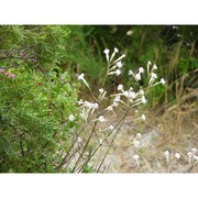 silene rosulata soy.-will. et godr. subsp. sanctae-theresiae (jeanm.) jeanm.