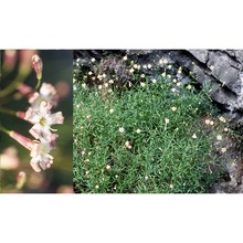 silene saxifraga l.