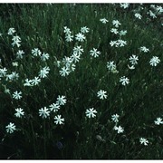 silene saxifraga l.