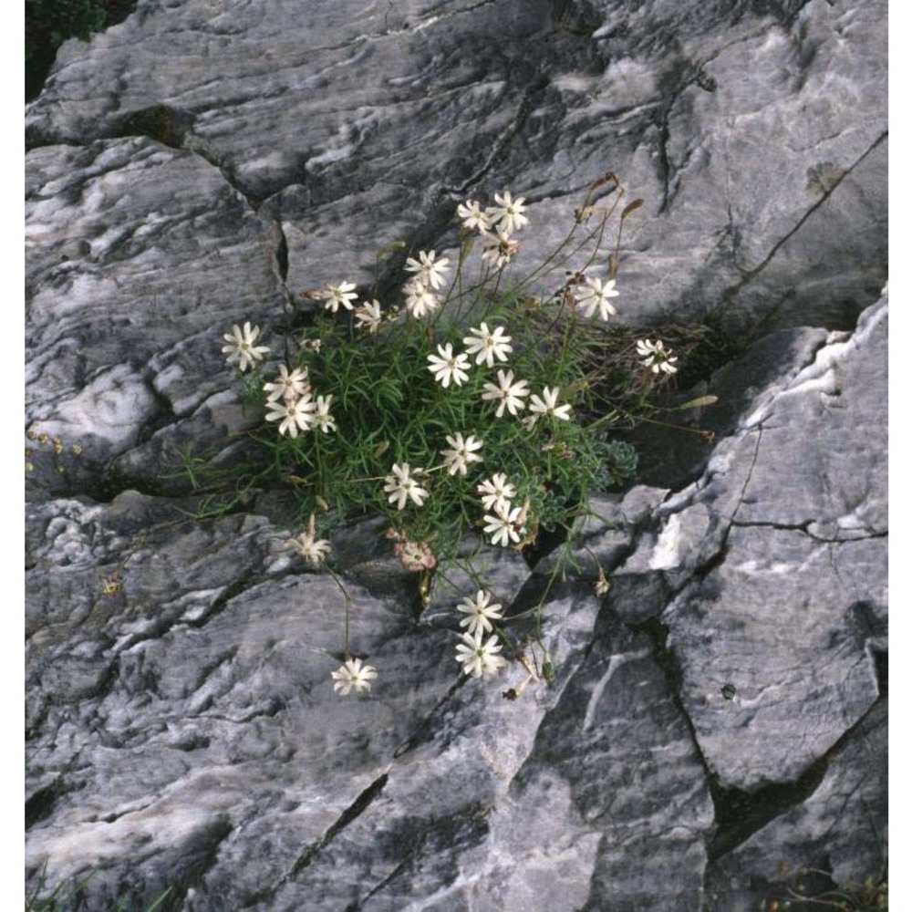 silene saxifraga l.