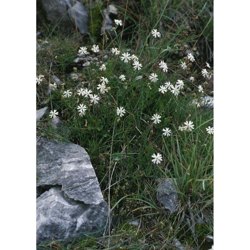 silene saxifraga l.