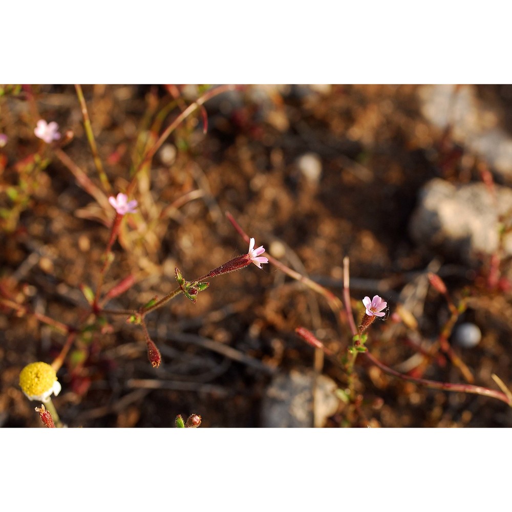 silene sedoides poir.