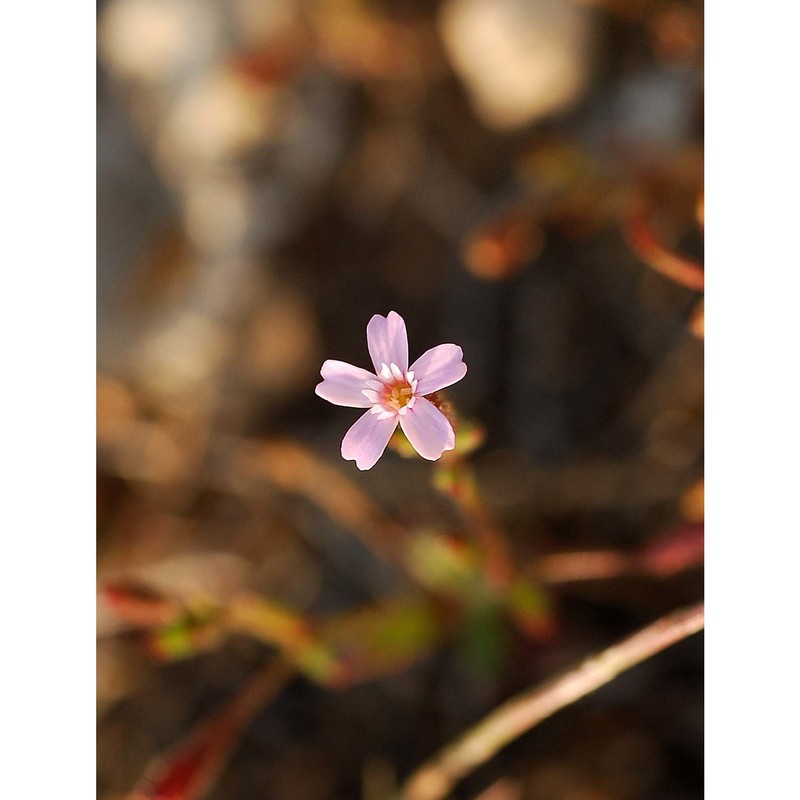 silene sedoides poir.