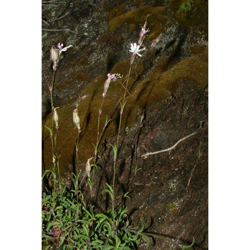 silene sicula ucria