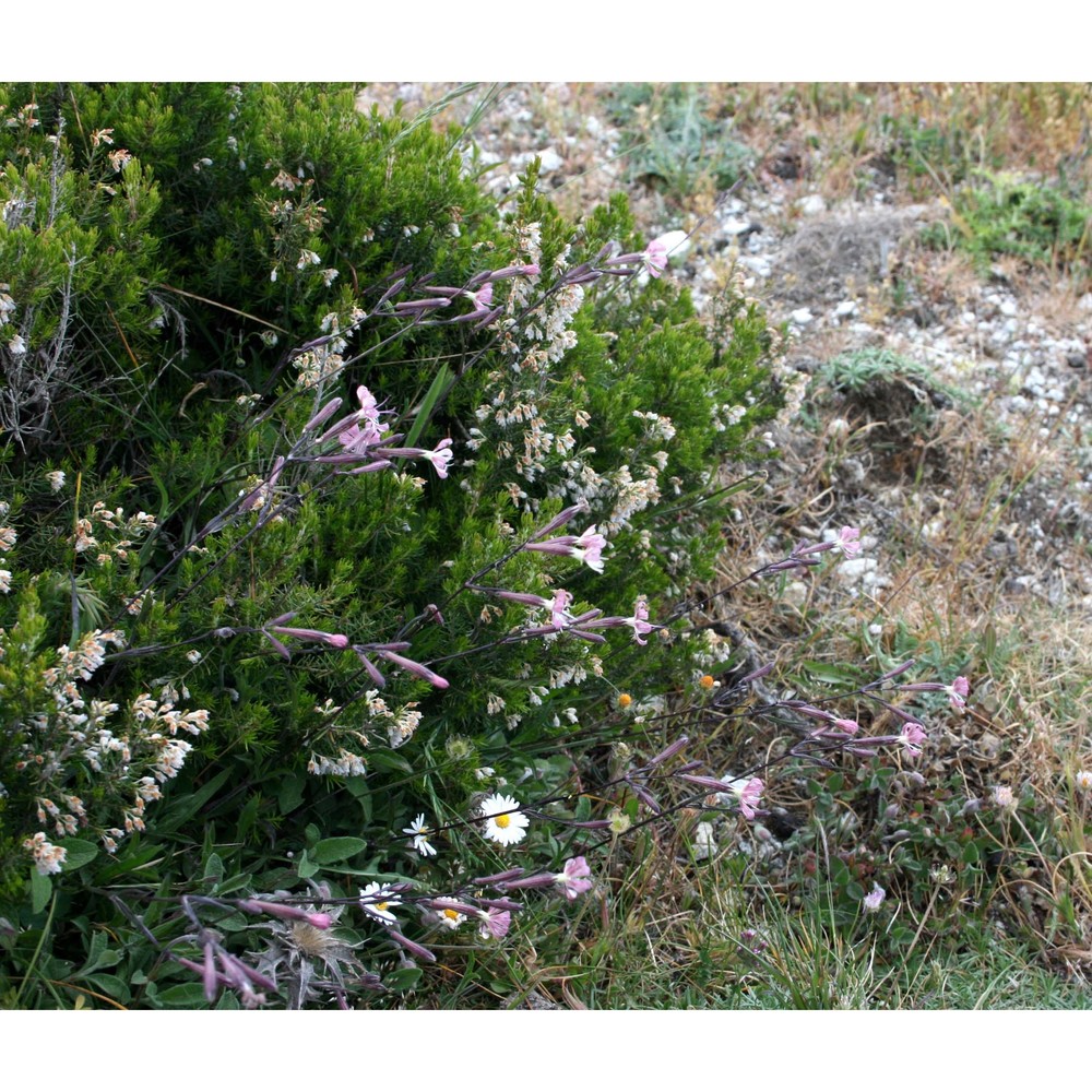 silene sicula ucria