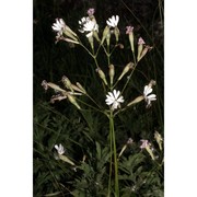 silene sicula ucria