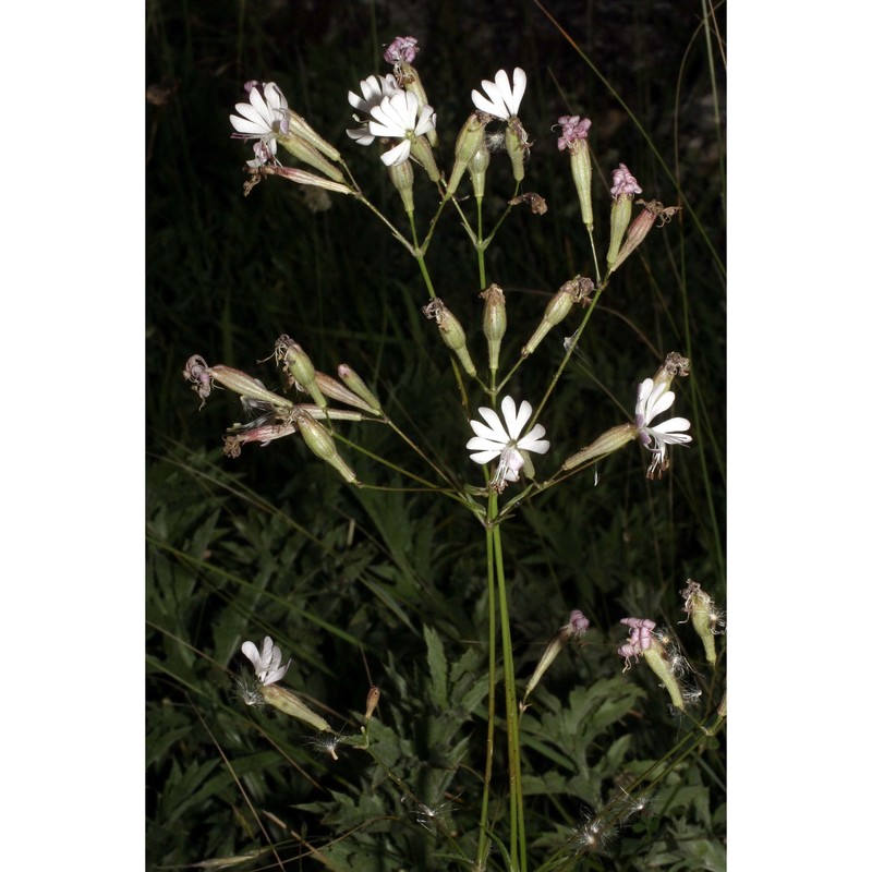 silene sicula ucria