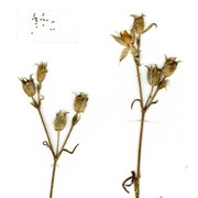 silene subconica friv.