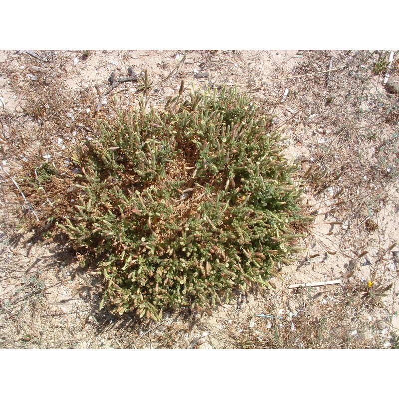 silene succulenta forssk. subsp. corsica (dc.) nyman