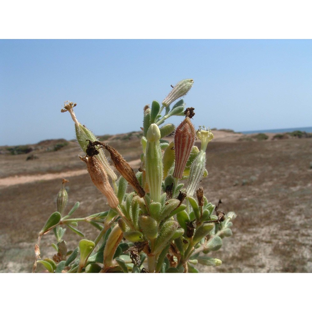 silene succulenta forssk. subsp. corsica (dc.) nyman