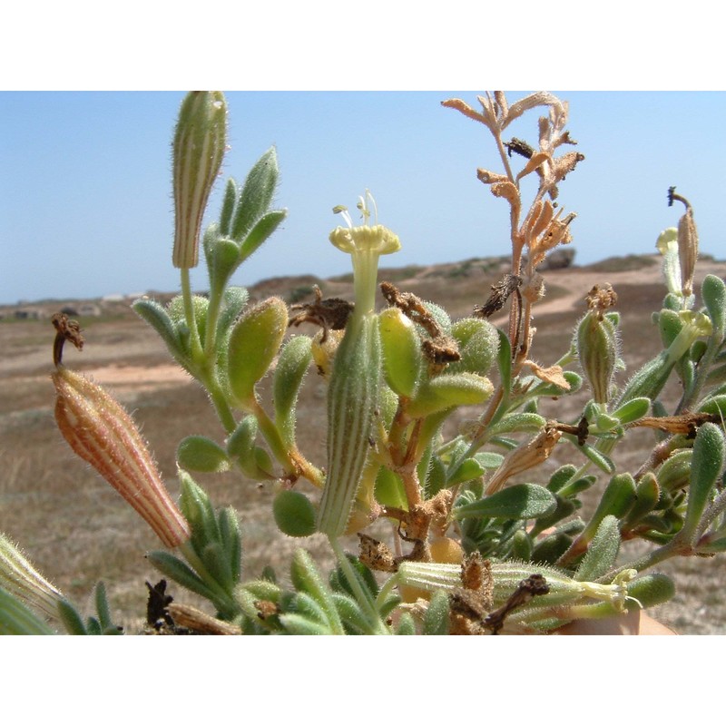 silene succulenta forssk. subsp. corsica (dc.) nyman