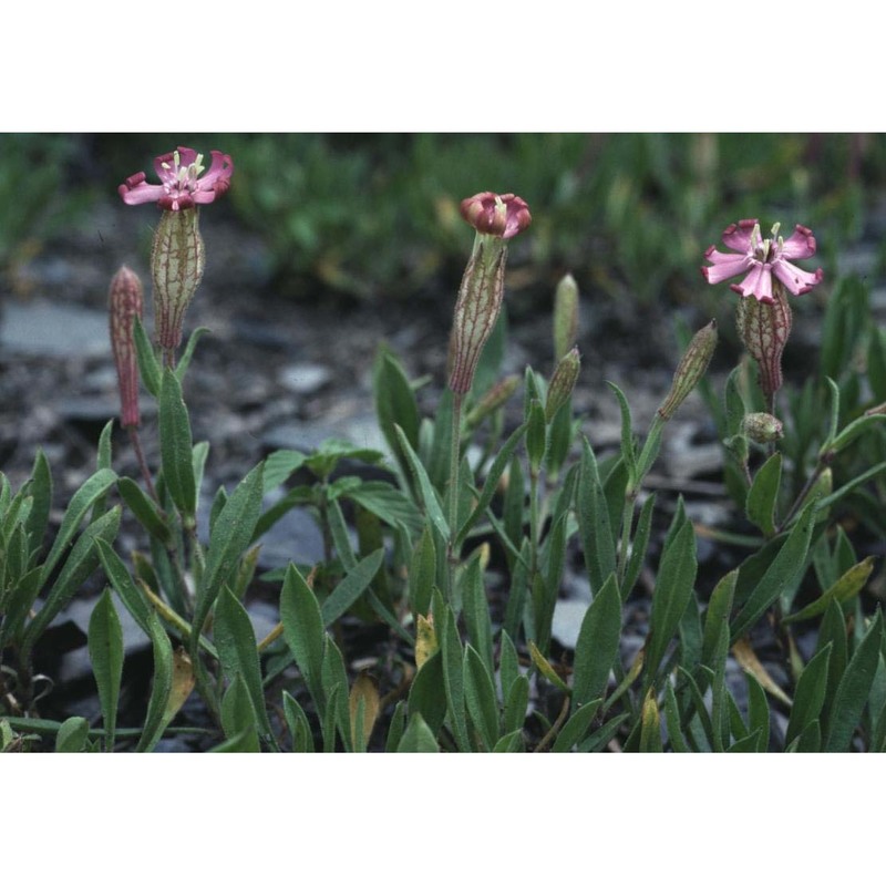 silene vallesia l.