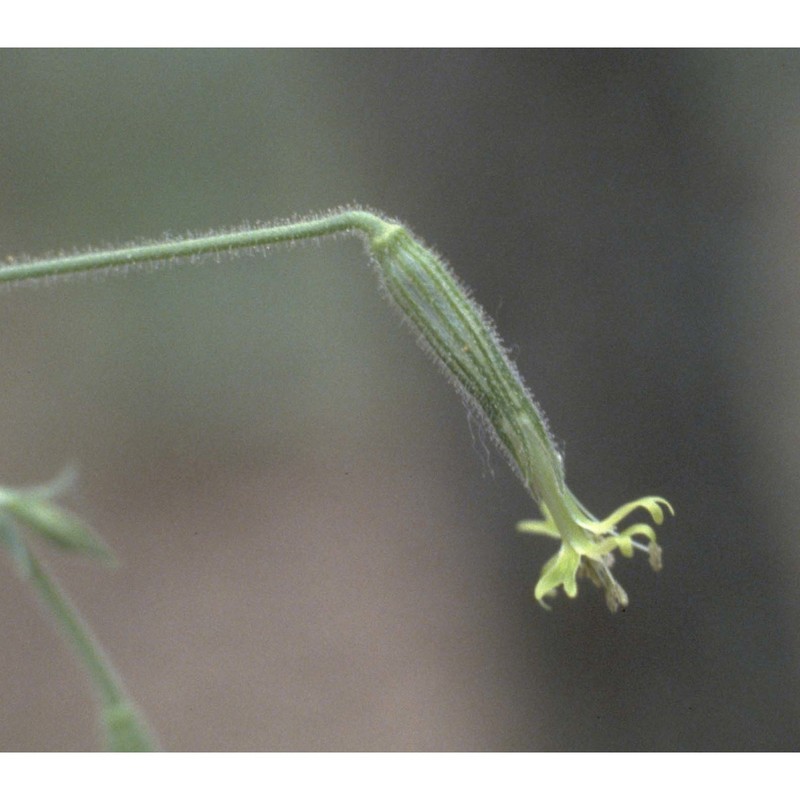 silene viridiflora l.