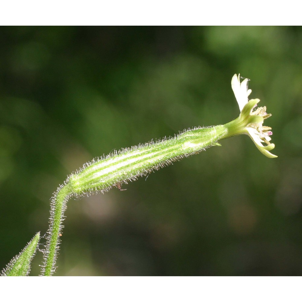 silene viridiflora l.