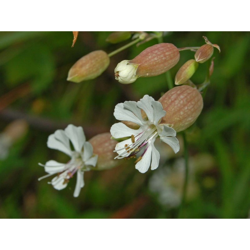 silene vulgaris (moench) garcke