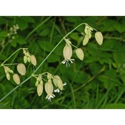 silene vulgaris (moench) garcke