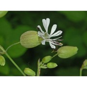 silene vulgaris (moench) garcke