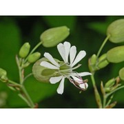 silene vulgaris (moench) garcke