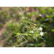 spergula arvensis l.