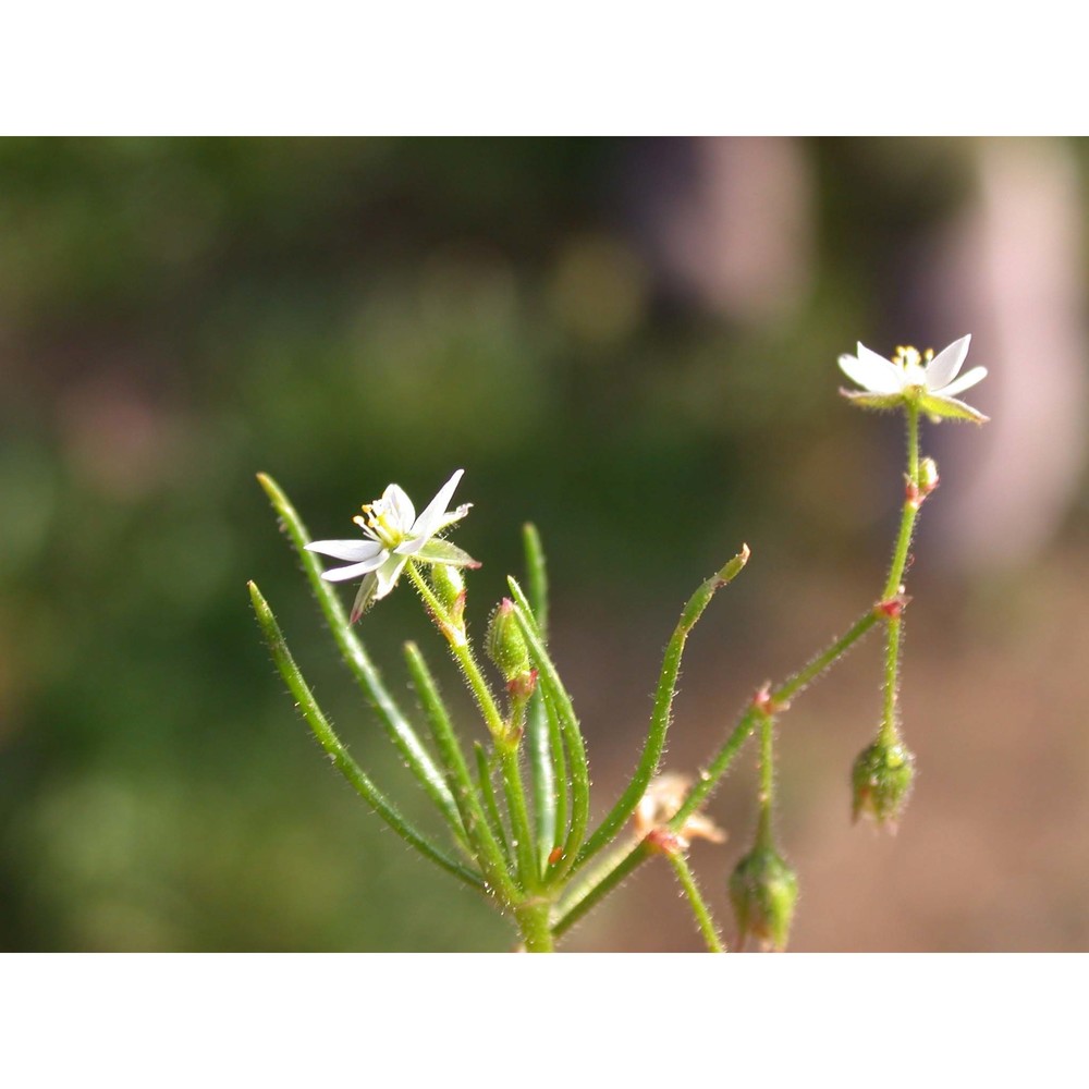 spergula arvensis l.