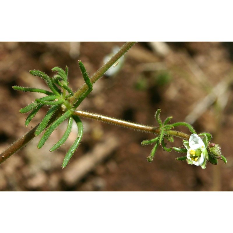 spergula arvensis l.