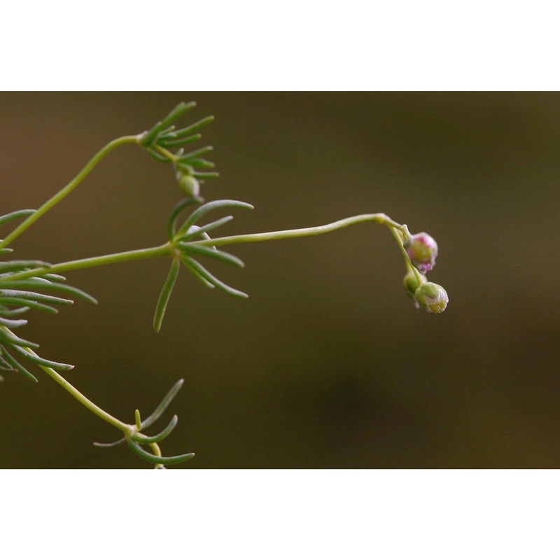 spergula pentandra l.