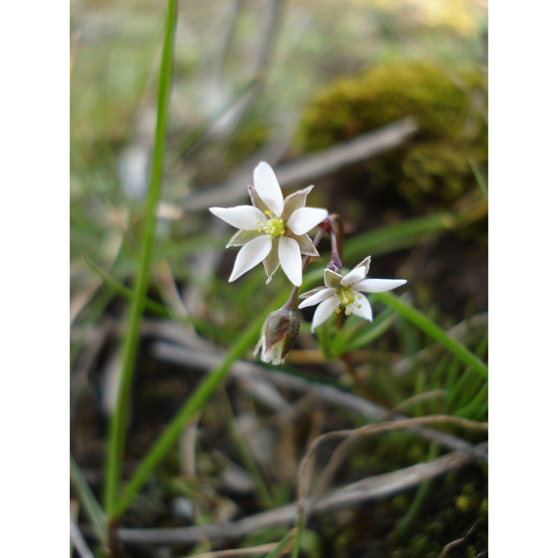 spergula pentandra l.