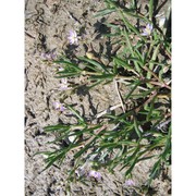 spergularia media (l.) c. presl