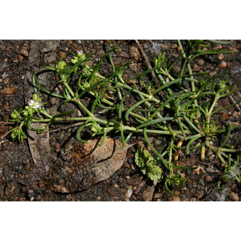 spergularia media (l.) c. presl