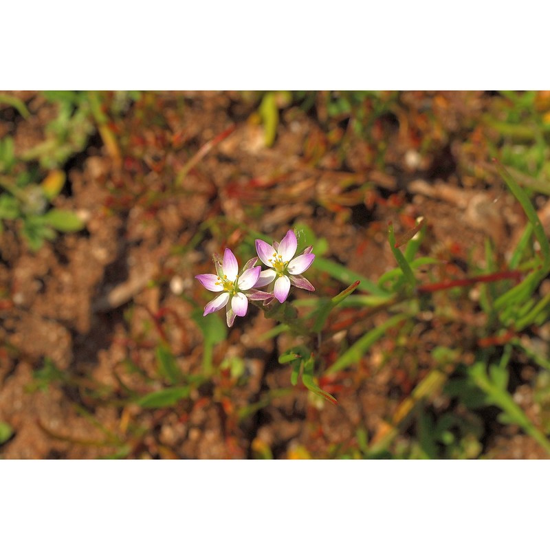 spergularia media (l.) c. presl