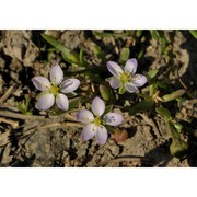 spergularia media (l.) c. presl