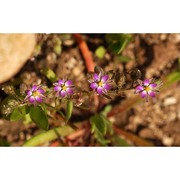 spergularia nicaeensis sarato ex burnat