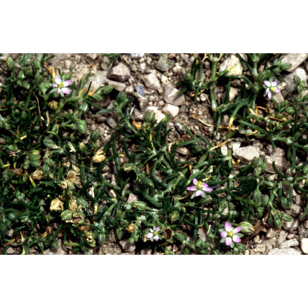 spergularia nicaeensis sarato ex burnat