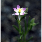 spergularia rubra (l.) j. presl et c. presl