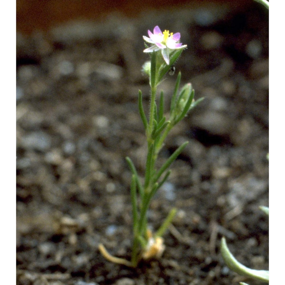 spergularia rubra (l.) j. presl et c. presl