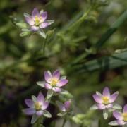 spergularia rubra (l.) j. presl et c. presl