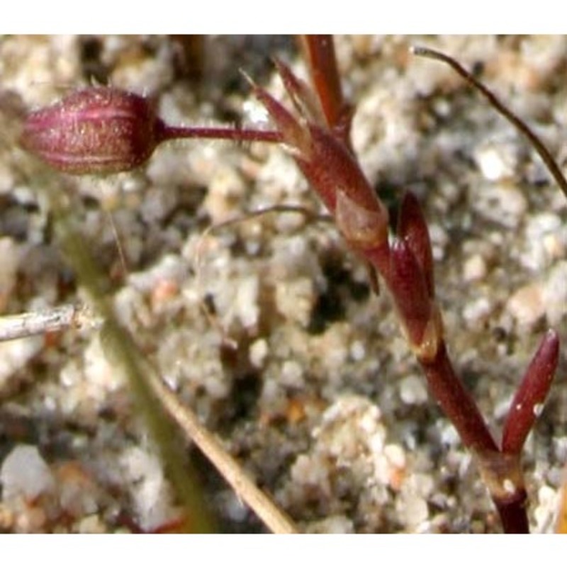 spergularia salina j. presl et c. presl