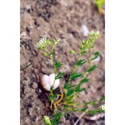 spergularia segetalis (l.) g. don