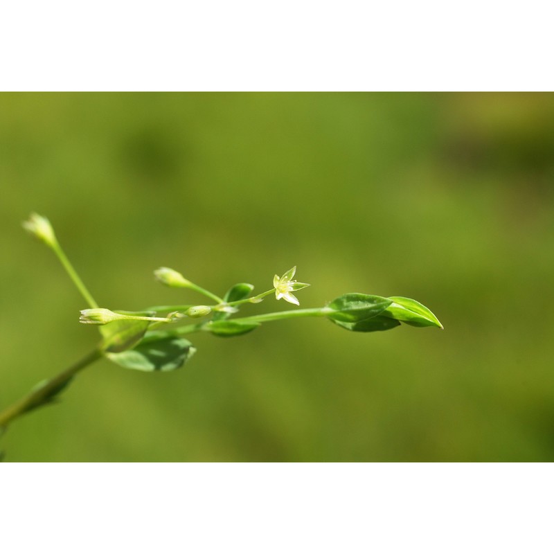 stellaria alsine grimm