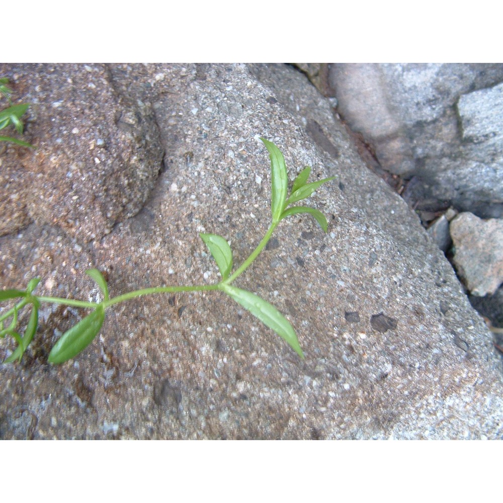 stellaria alsine grimm