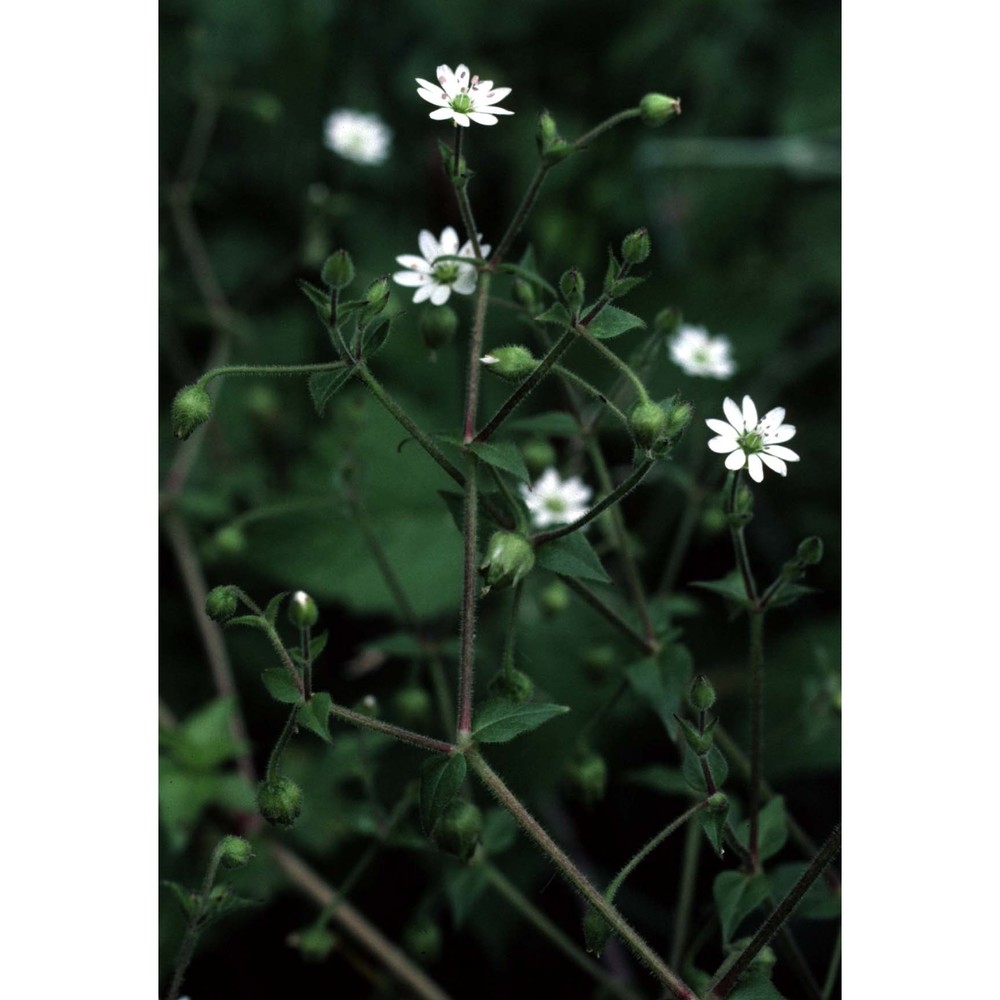 stellaria aquatica (l.) scop.