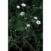 stellaria aquatica (l.) scop.