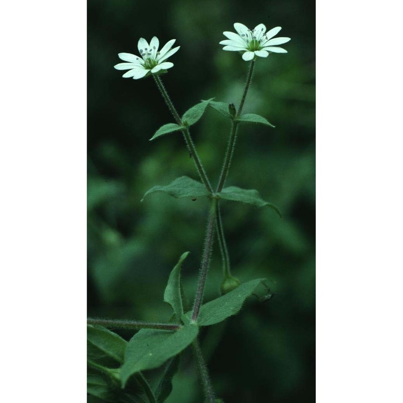 stellaria aquatica (l.) scop.