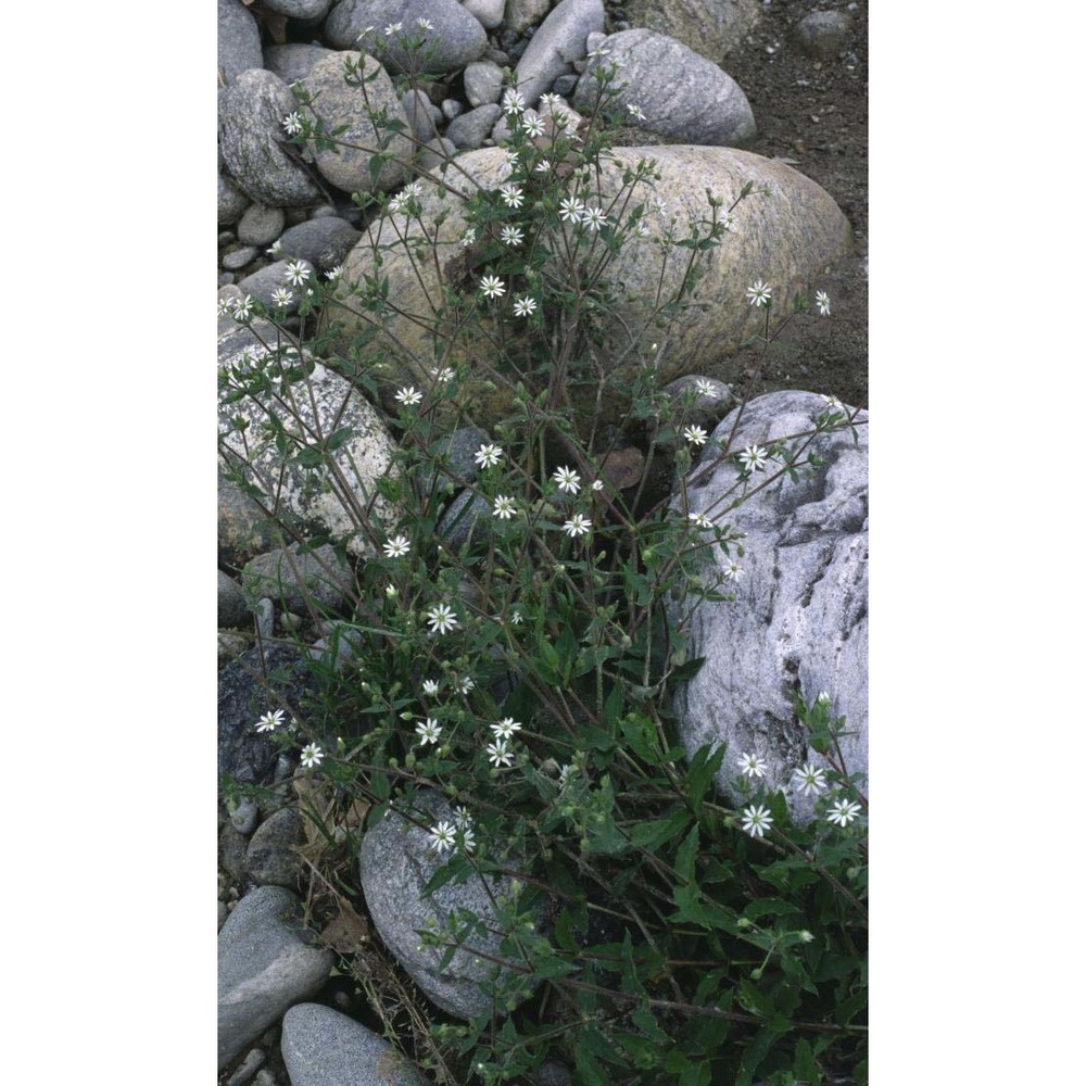 stellaria aquatica (l.) scop.