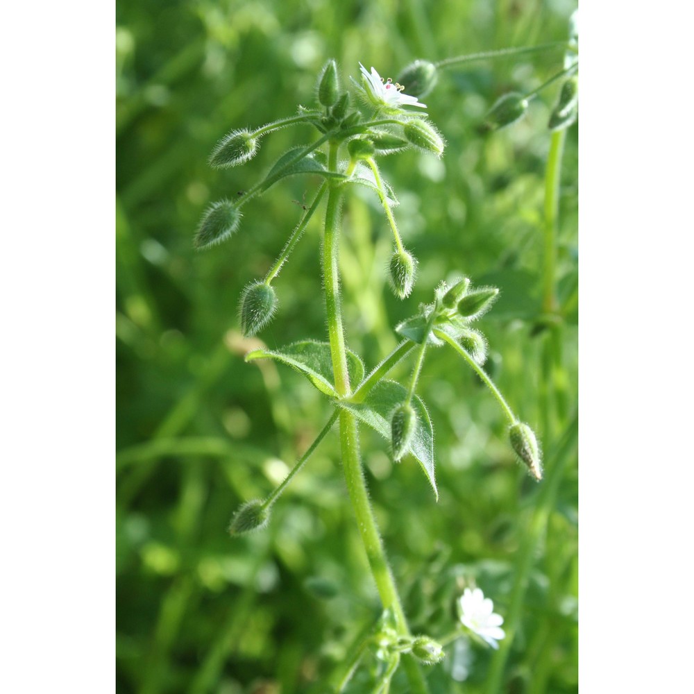 stellaria cupaniana (jord. et fourr.) bég.